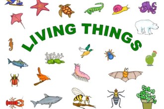 living things,lesson notes