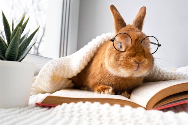 Surprising Ways Rabbits Supercharge Learning and Creativity in the Classroom