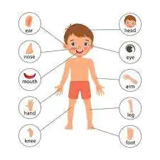 Lesson Note On The Human Body For Primary 3