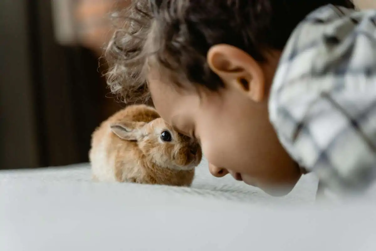 5 Surprising Ways Rabbits Supercharge Learning and Creativity in the Classroom: See No.3