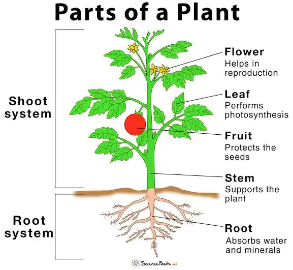 Lesson Note On Parts Of Plants And Their Uses (Primary 3)